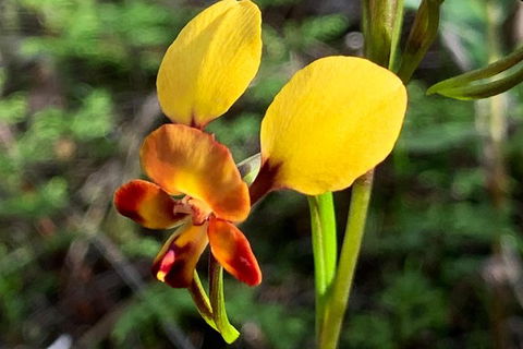 Spring Wildflower (Private) Day Tours - Accommodation VIC 32