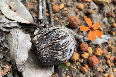 Spring Wildflower (Private) Day Tours - Accommodation VIC 3
