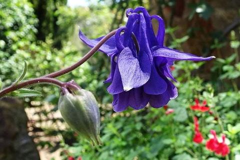 Spring Wildflower (Private) Day Tours - Accommodation VIC 11