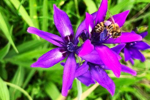 Spring Wildflower (Private) Day Tours - Accommodation VIC 34