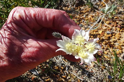 Spring Wildflower (Private) Day Tours - Accommodation VIC 6