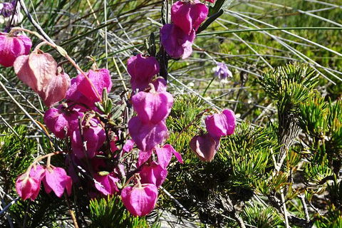 Spring Wildflower (Private) Day Tours - Accommodation VIC 43