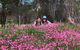 Spring Wildflower (Private) Day Tours - thumb 24