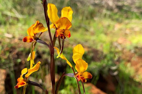Spring Wildflower (Private) Day Tours - Accommodation VIC 19