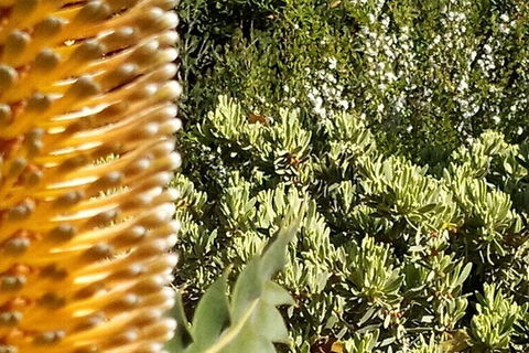 Spring Wildflower (Private) Day Tours - Accommodation VIC 33