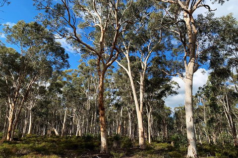 Spring Wildflower (Private) Day Tours - Accommodation VIC 17