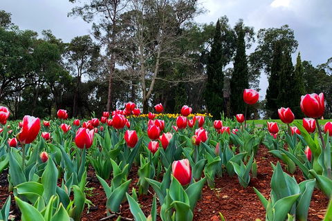 Spring Wildflower (Private) Day Tours - Accommodation VIC 22