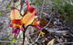 Spring Wildflower (Private) Day Tours - thumb 45