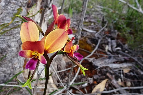 Spring Wildflower (Private) Day Tours - Accommodation VIC 45