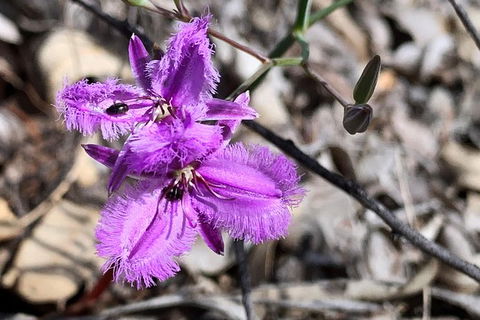 Spring Wildflower (Private) Day Tours - Accommodation VIC 39