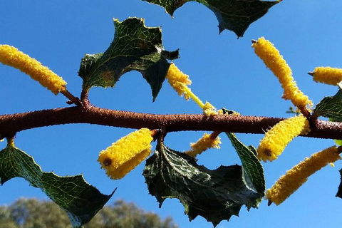 Spring Wildflower (Private) Day Tours - Accommodation VIC 1