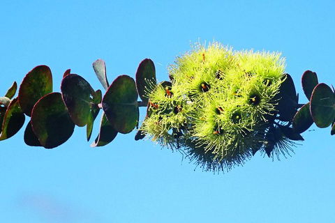 Spring Wildflower (Private) Day Tours - Accommodation VIC 41