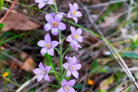Spring Wildflower (Private) Day Tours - Accommodation VIC 40