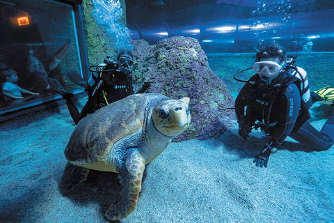 Dive With Sharks At AQWA - Accommodation VIC 0