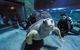 Dive With Sharks At AQWA - thumb 10