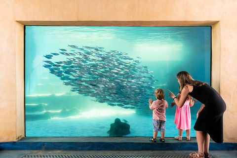 Dive With Sharks At AQWA - Accommodation VIC 4