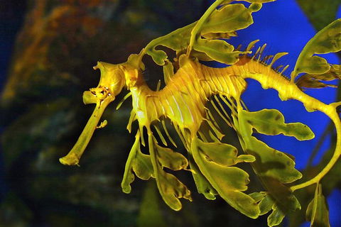 Dive With Sharks At AQWA - Accommodation VIC 16