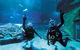 Dive With Sharks At AQWA - thumb 5