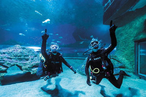 Dive With Sharks At AQWA - Accommodation VIC 5