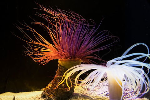 Dive With Sharks At AQWA - Accommodation VIC 12