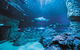 Dive With Sharks At AQWA - thumb 2