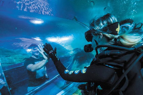 Dive With Sharks At AQWA - Accommodation VIC 6