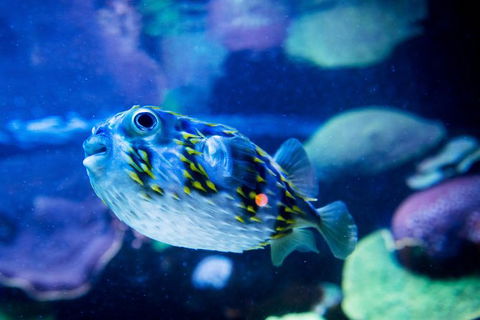 Dive With Sharks At AQWA - Accommodation VIC 15