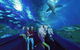 Dive With Sharks At AQWA - thumb 14