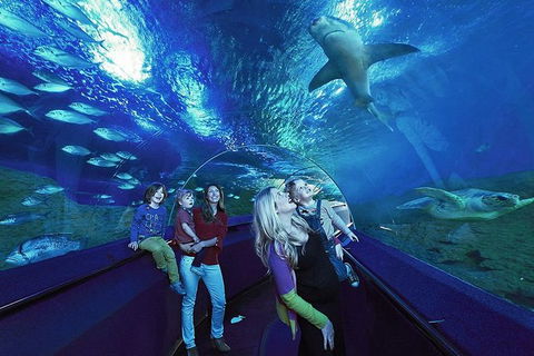 Dive With Sharks At AQWA - Accommodation VIC 14