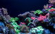Dive With Sharks At AQWA - thumb 13