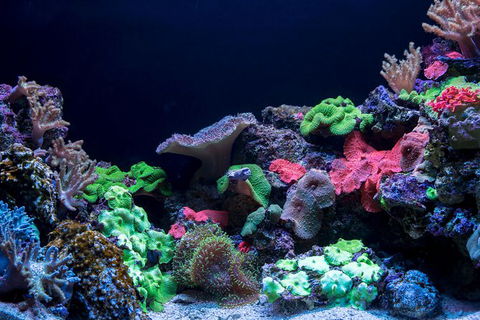 Dive With Sharks At AQWA - Accommodation VIC 13