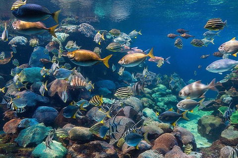Dive With Sharks At AQWA - Accommodation VIC 8
