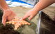 Dive With Sharks At AQWA - thumb 1
