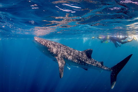 Life On Ningaloo Swimming Tour In Exmouth - Accommodation VIC 2