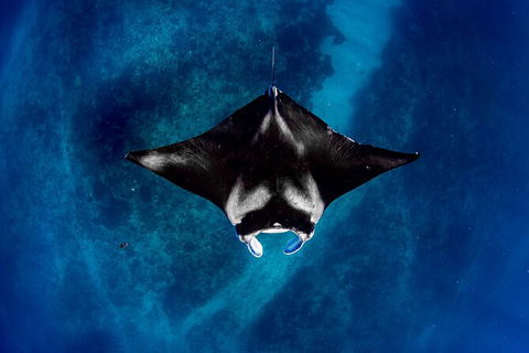 Life On Ningaloo Swimming Tour In Exmouth - Accommodation VIC 3