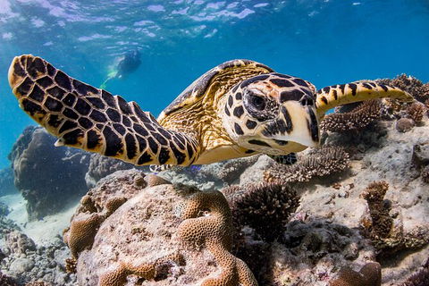 Life On Ningaloo Swimming Tour In Exmouth - Accommodation VIC 1