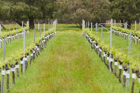 Organic Vineyard/Farm Tour - Accommodation VIC 4