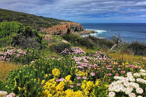 Guided Walks On The Cape To Cape - Moses Rock To Ellenbrook - Accommodation VIC 0