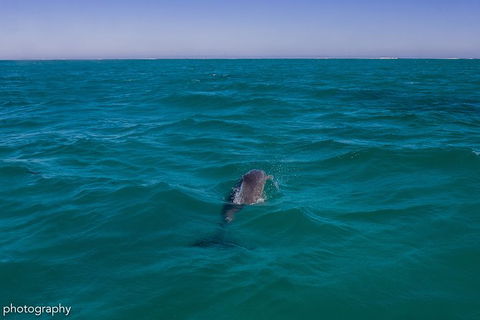 Ningaloo Immersion Private Charter - Accommodation VIC 1