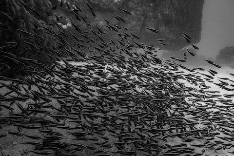 Ningaloo Immersion Private Charter - Accommodation VIC 5