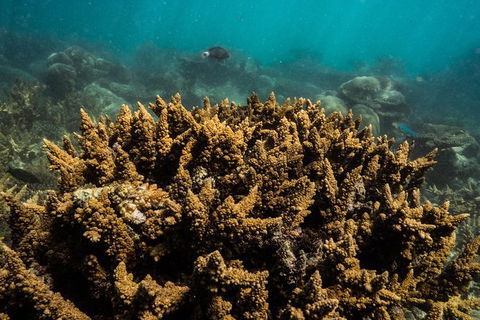 Ningaloo Immersion Private Charter - Accommodation VIC 6