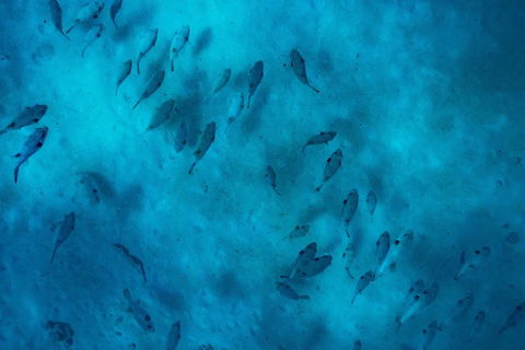 Ningaloo Immersion Private Charter - Accommodation VIC 2