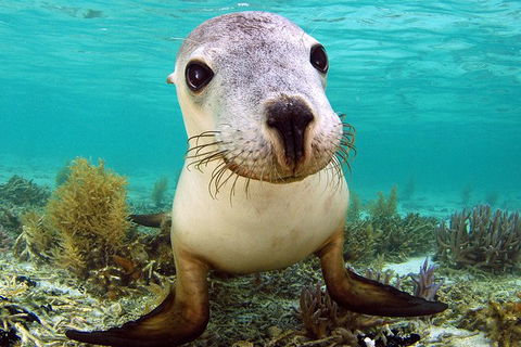 Abrolhos Islands 5 Day Tours - Accommodation VIC 6