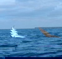 Whale Watching boat tour in Geraldton - Accommodation VIC