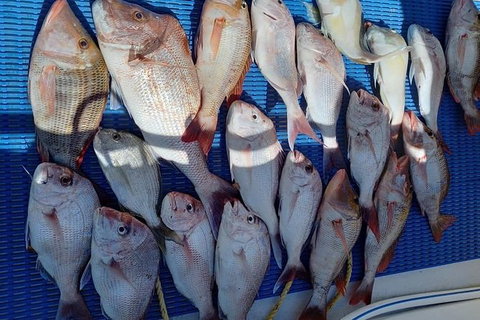 Geraldton Fishing Charter - Accommodation VIC 7
