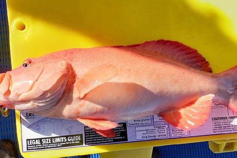 Geraldton Fishing Charter - Accommodation VIC 13