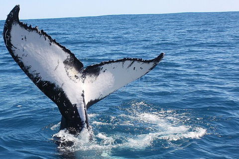 Guided Whale Watching Boat Tour At Kalbarri - Accommodation VIC 7