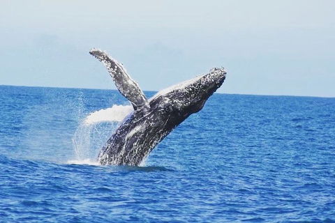 Guided Whale Watching Boat Tour At Kalbarri - Accommodation VIC 0