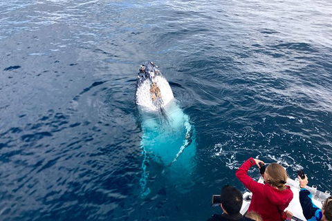 Guided Whale Watching Boat Tour At Kalbarri - Accommodation VIC 2