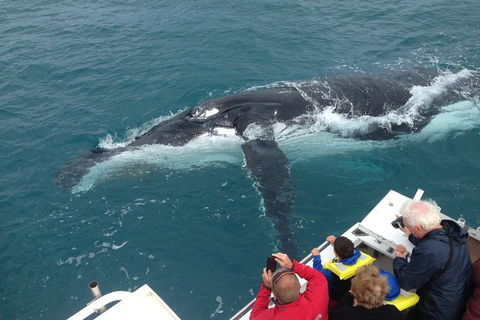 Guided Whale Watching Boat Tour At Kalbarri - Accommodation VIC 1
